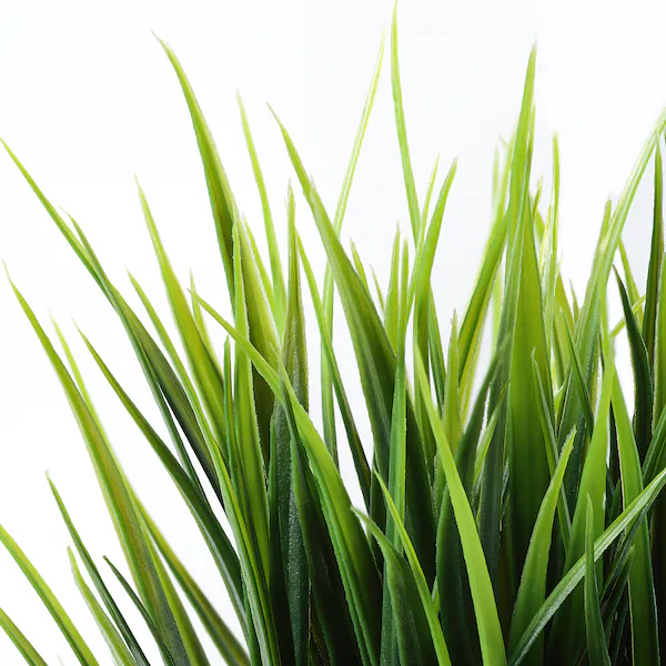 File:Grass.webp